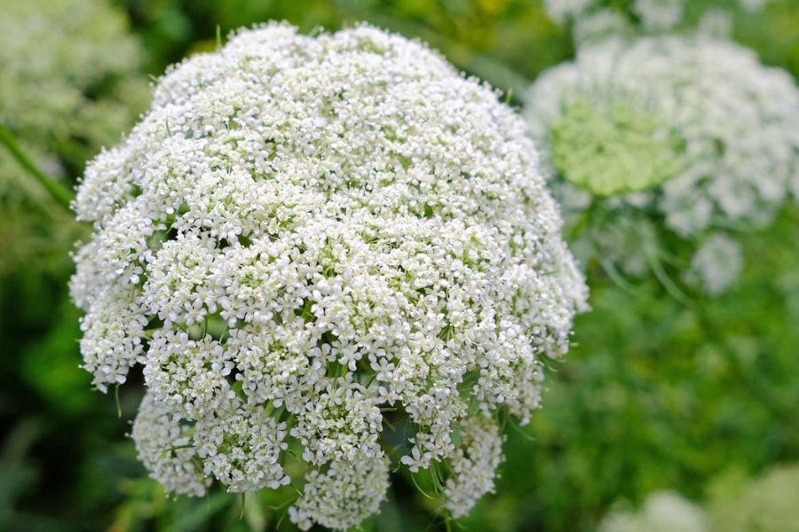 Queen Anne’s Lace