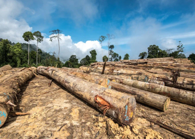 Deforestation: Reasons, Effects, and the Worldwide Battle to Preserve Our Forests 