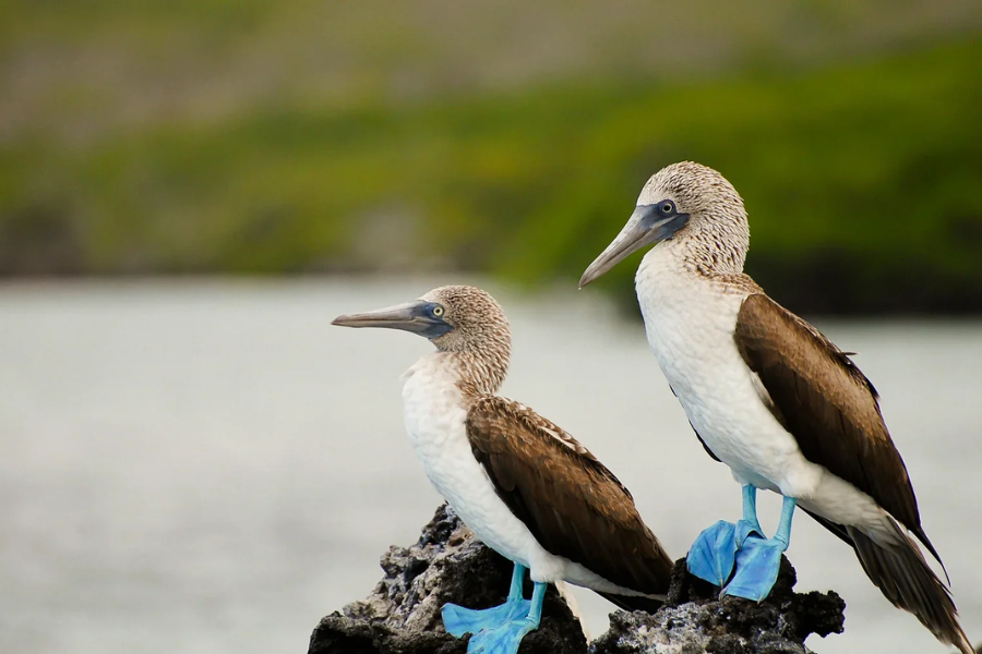 Blue-Footed Booby
